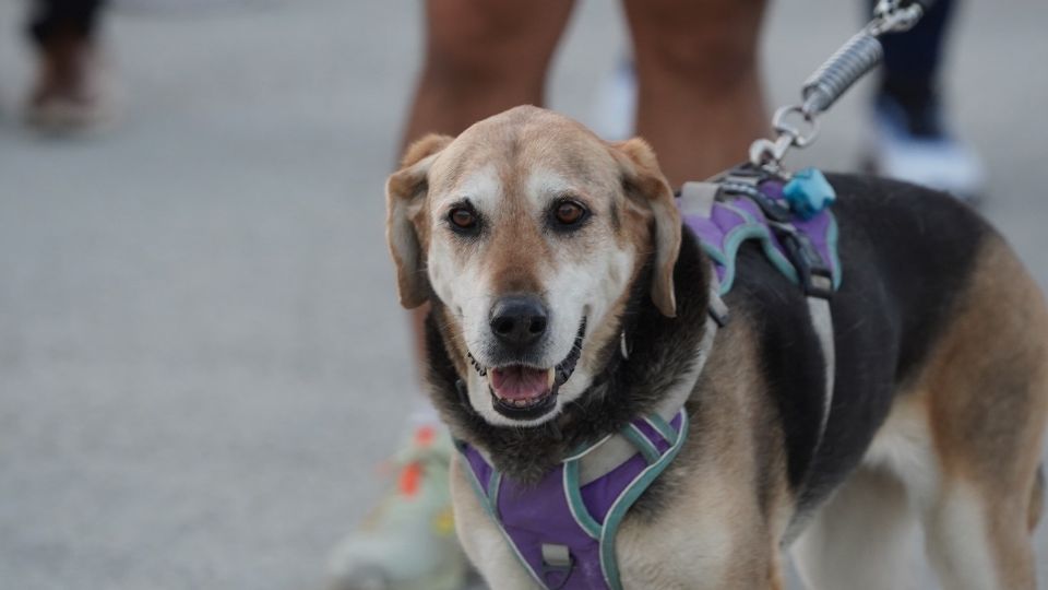 El evento fue con causa, pues se recaudó más de una tonelada y media de croquetas