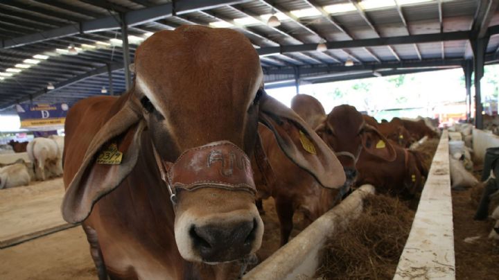 Ganado ilegal inunda el mercado y podría cambiar el futuro de la leche en México