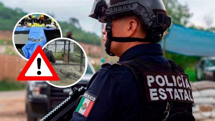 En estos municipios de Veracruz hallaron un tigre y un cocodrilo durante cateos