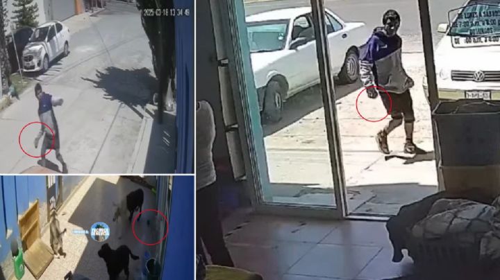 Hombre que lanzó piedras a mujer, también agredió a perritos en Pachuca