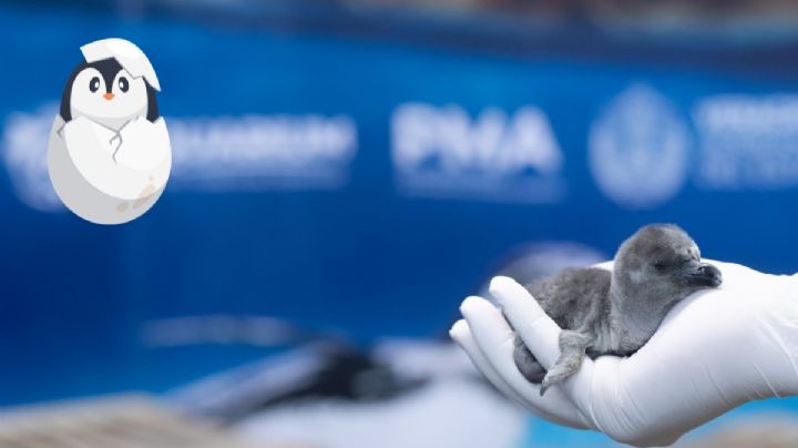 Aquarium de Veracruz anuncia el nacimiento de un nuevo pingüino