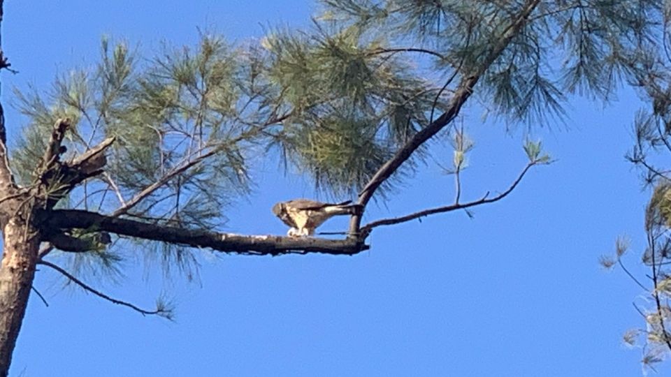 Un halcón esmerejón caza polluelos y roedores en la Deportiva de San Miguel