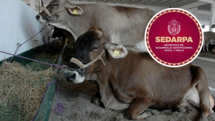 Mueren por intoxicación al menos mil 500 vacas en Tabasco y Sedarpa lanza comunicado para Veracruz