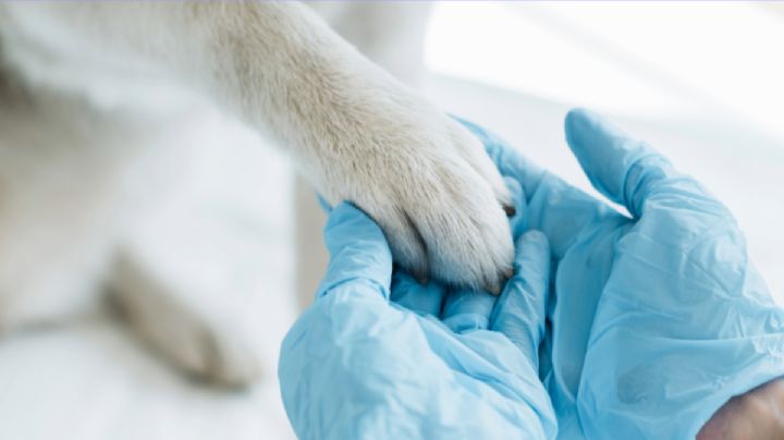 Acuchillan a perrita embarazada en Pachuca; logran rescatarla, pero está en observación