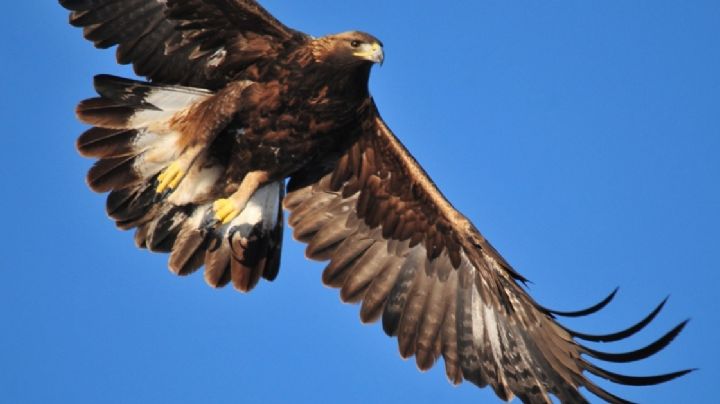 Zoológico de León al rescate del águila real en peligro de extinción