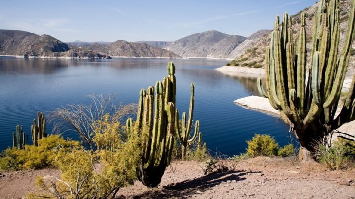 Captan a enorme cocodrilo en presa de Hidalgo; hay temor | VIDEO