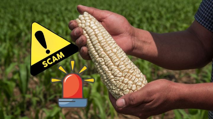 Alerta Sedarpa por falsos apoyos a campesinos. Esto se sabe