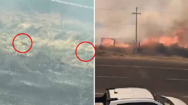 Captan venados huyendo de los incendios en Guanajuato | VIDEO