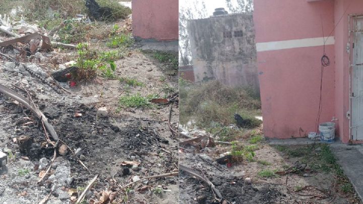 Hallan gato calcinado en fraccionamiento de Veracruz; esto sabemos