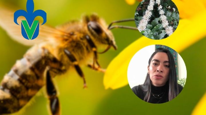Analizar comportamiento de abejas nativas, base para su conservación: Académica UV