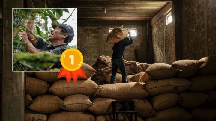 Veracruz, primer lugar nacional 2025 en la producción de estos 3 cultivos