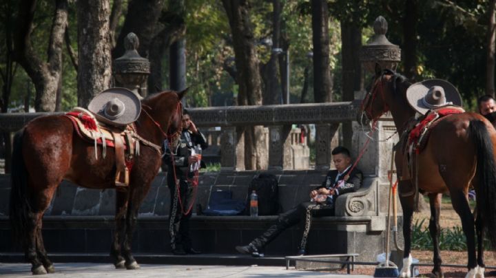 Los caballos y la CDMX: protección animal