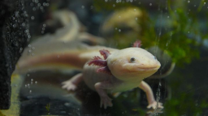 Especies endémicas y biodiversidad de la Ciudad de México