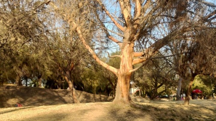 Así está de seco el Parque de los Cárcamos