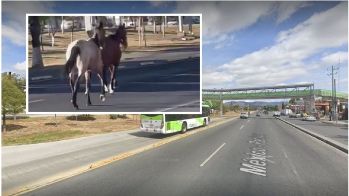 Caballos causan alerta en la México-Pachuca; pudieron provocar un accidente | VIDEO