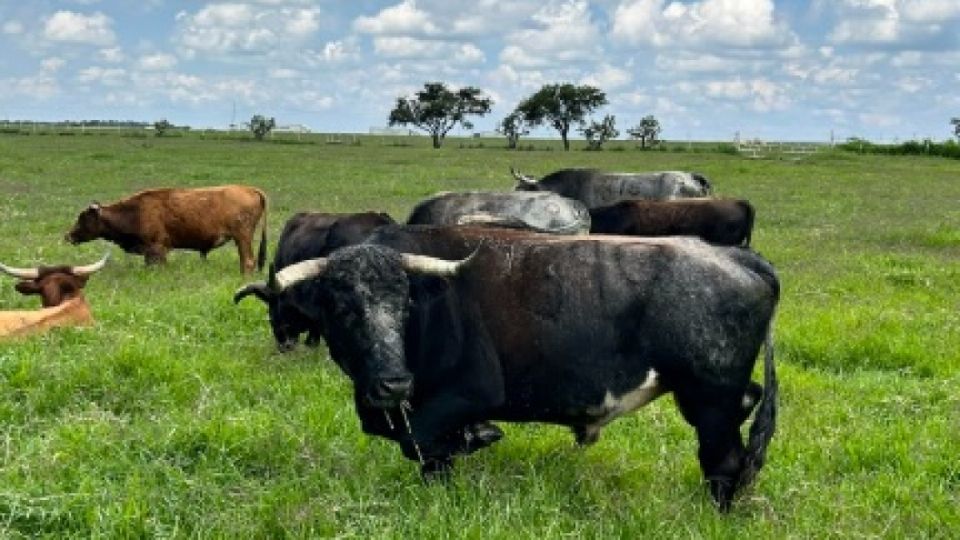 La ganadería de San Manuel que estuvo en León ahora se llama La Concepción y está en Jalisco.