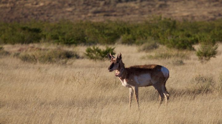 Este hermoso animal habitaba en las llanuras de Guanajuato y lo extinguimos