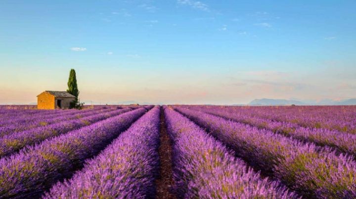 ¿Vienes a Guanajuato? Visita estos hermosos campos de lavanda