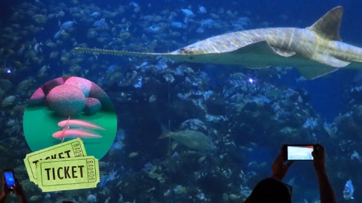 Aquarium de Veracruz: costos y nuevo horario en Semana Santa