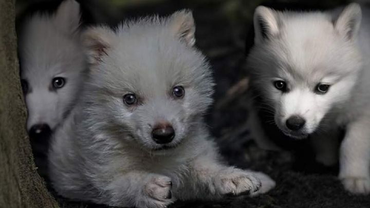 Revivir especies extintas plantea desafíos mayores: IPN