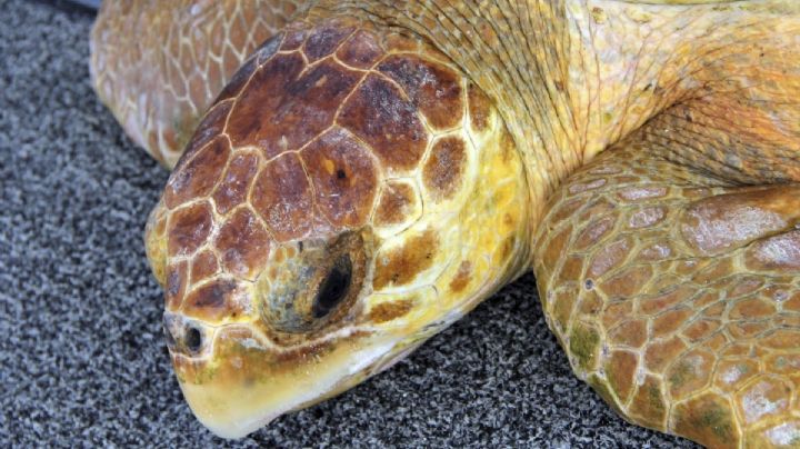 Hallan muerta a Tortuga Carey de 90 kilos en playa de Veracruz