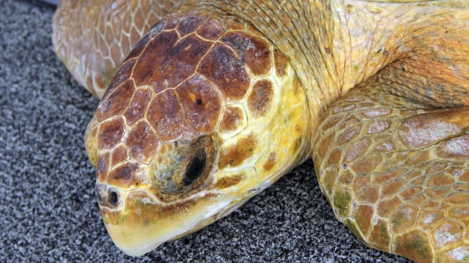 Hallan muerta a Tortuga Carey de 90 kilos en playa de Veracruz