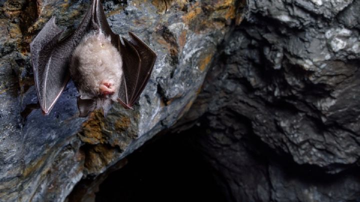 Murciélagos en Hidalgo: Son más de 61 especies diferentes; encuéntralos en estas 2 cuevas