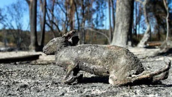 Zorros, aves y conejos quemados: los animales también sufre por los incendios en Puebla
