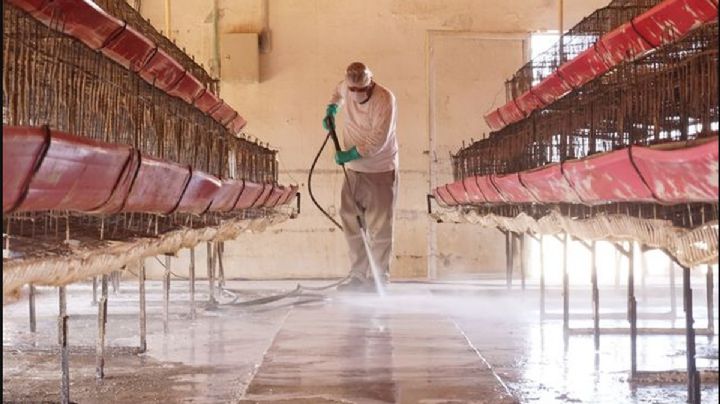 Detectan nueva cepa de gripe aviar en NL; esto es lo que debes saber