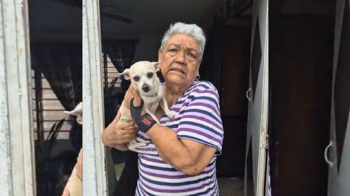 ¡Budín está de vuelta! Perrito robado en Veracruz regresa a casa tras hacerse viral