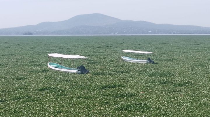 Nuevamente en riesgo la Laguna de Zumpango por lirio acuático, advierten pobladores