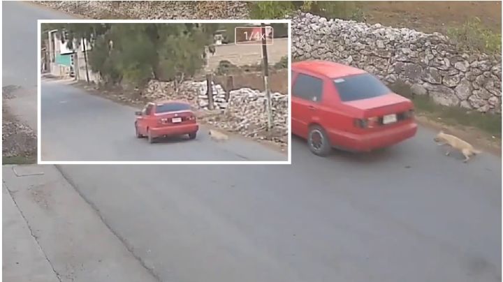 Denuncian otro caso de maltrato animal en Hidalgo: en Atitalaquia arrastran un perro