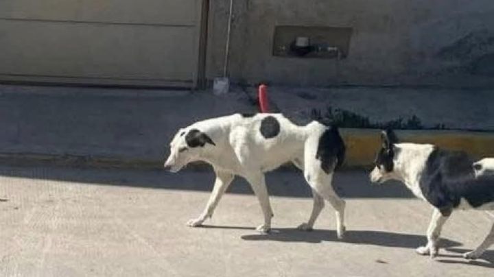 Entre cuchillos y abandono, Pachuca responde al maltrato animal con educación en escuelas