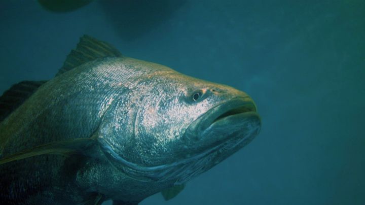 Totoaba: el pez que sí debería representarnos