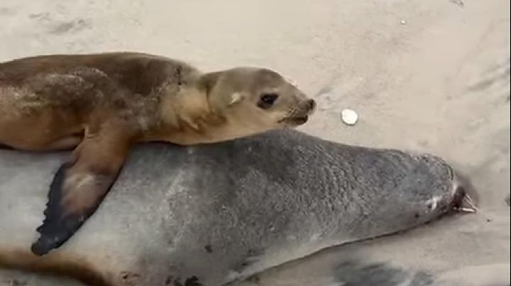 Lobos marinos mueren en playas de BC: ¿el calentamiento global los está matando?