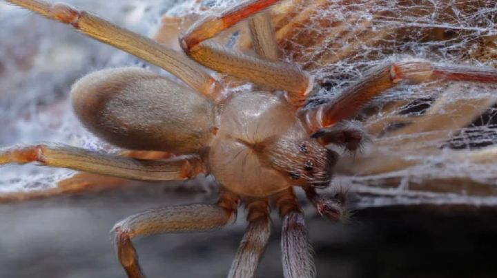 Alerta por presencia de araña violinista en León, llegó la temporada de arácnidos