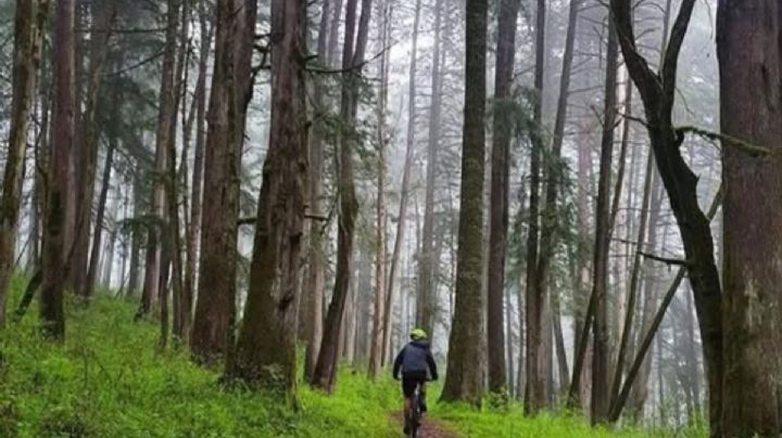 ¿Qué ocurre en el Parque Nacional El Chico? restringen accesos y derriban cerca de 5,000 árboles