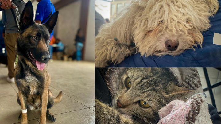 Miles de gatitos y perritos beneficiados con vacunas y esterilizaciones en Pachuca