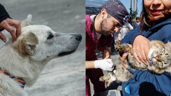 Bienestar animal en la CDMX y las Alcaldías
