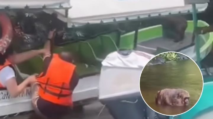 ¿Cómo llegarón los macacos a Catemaco? Turistas viven susto al tener uno a bordo