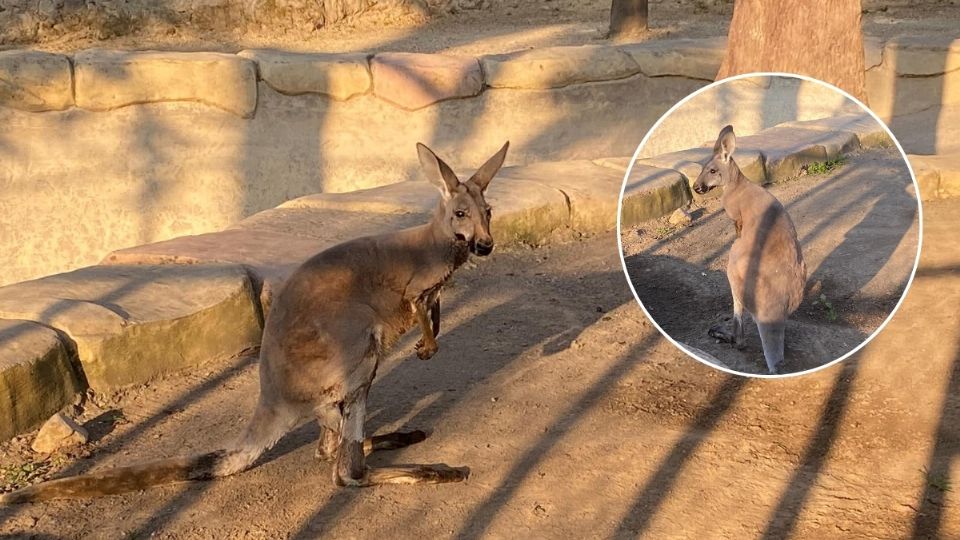 Hallan muerto a canguro Skippy en zoológico de Orizaba: presumen envenenamiento