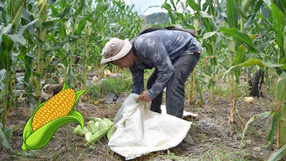 En este municipio de Veracruz productores de maíz recibirán tractores y semillas mejoradas