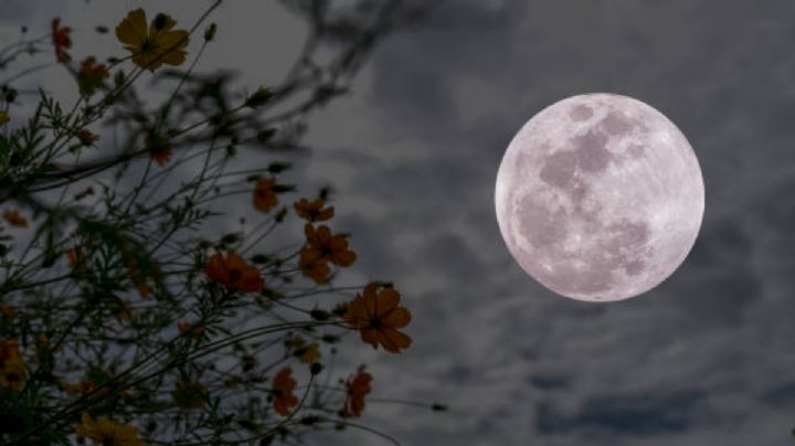 Luna de Flores: así será la Luna Llena de mayo 2025 ¿la podrás ver en México?
