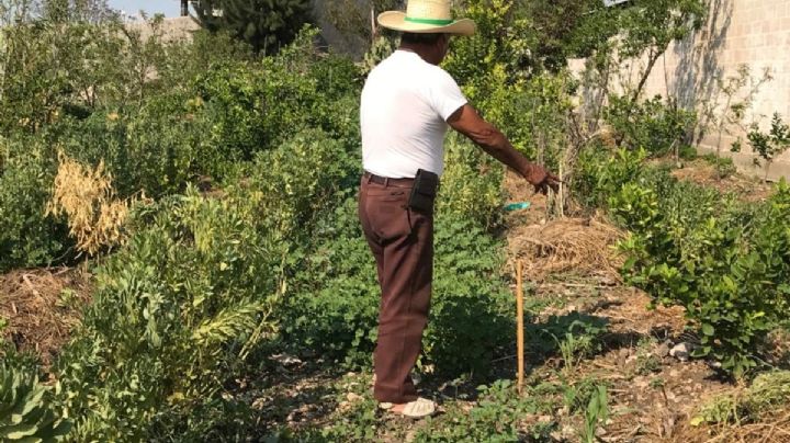 Productores de maíz afectados por heladas exigen inclusión en seguro catastrófico