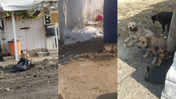Videos exhiben maltrato y muerte de animales en supuesto refugio de Puebla; vecinos exigen justicia