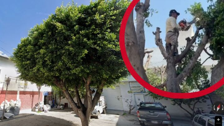 León: talan un árbol de 40 años en la Azteca | VIDEO