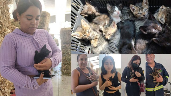 Maltrato animal en Hidalgo: Abandonan a 15 gatitos bebés en Mixquiahuala