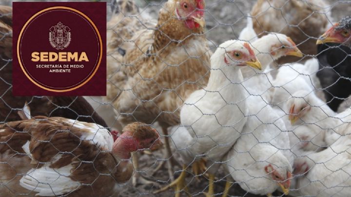 Sedema valida construcción de granja avícola en Actopan, Veracruz, pese a denuncias ambientales