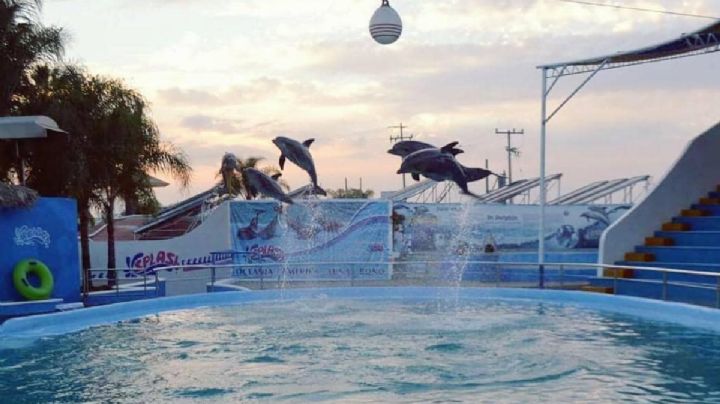 ¿Quién es el dueño de Splash?