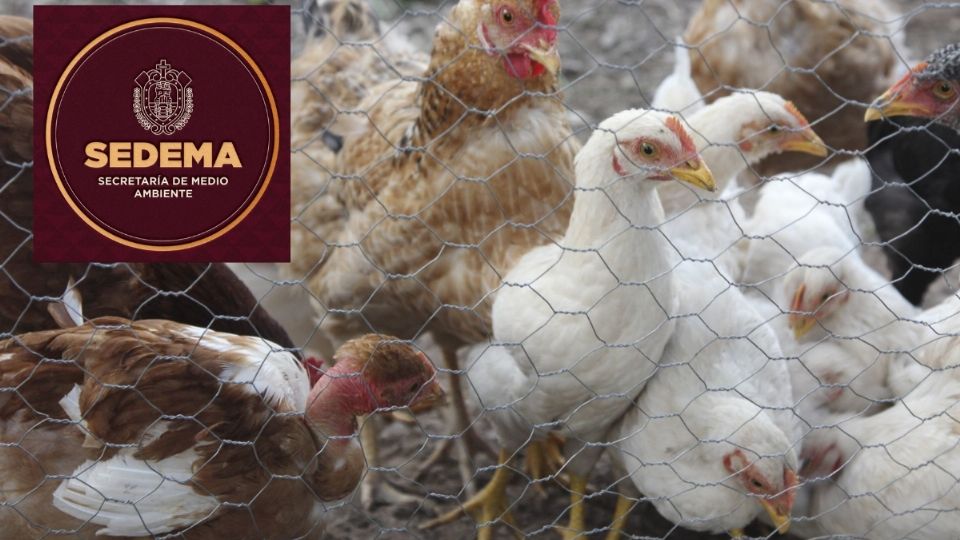Sedema valida construcción de granja avícola en Actopan, Veracruz, pese a denuncias ambientales